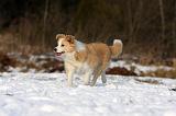 BORDER COLLIE 1205